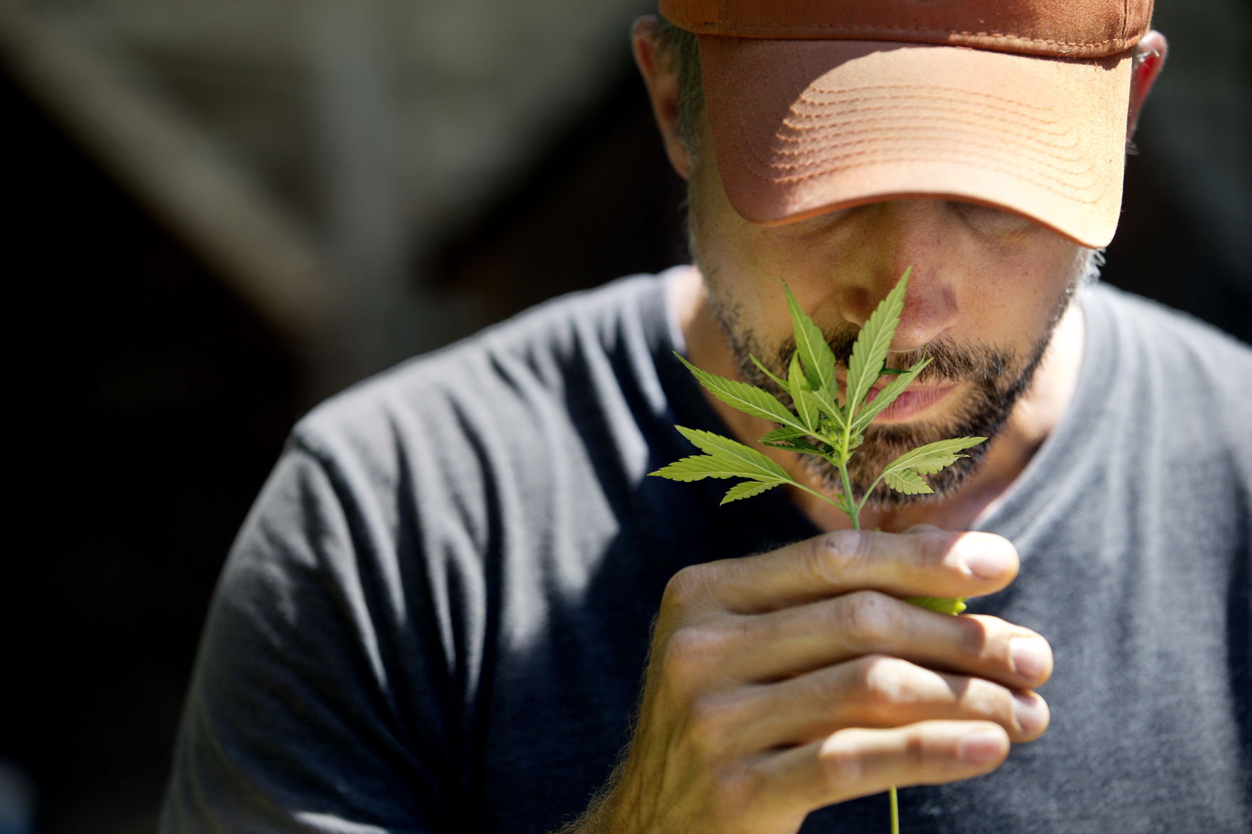 hemp aroma.jpg (copy)